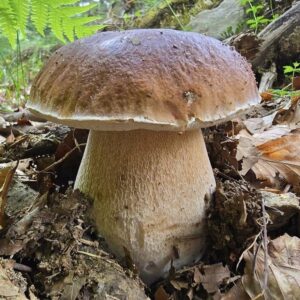 Cèpe de Bordeaux - Boletus edulis