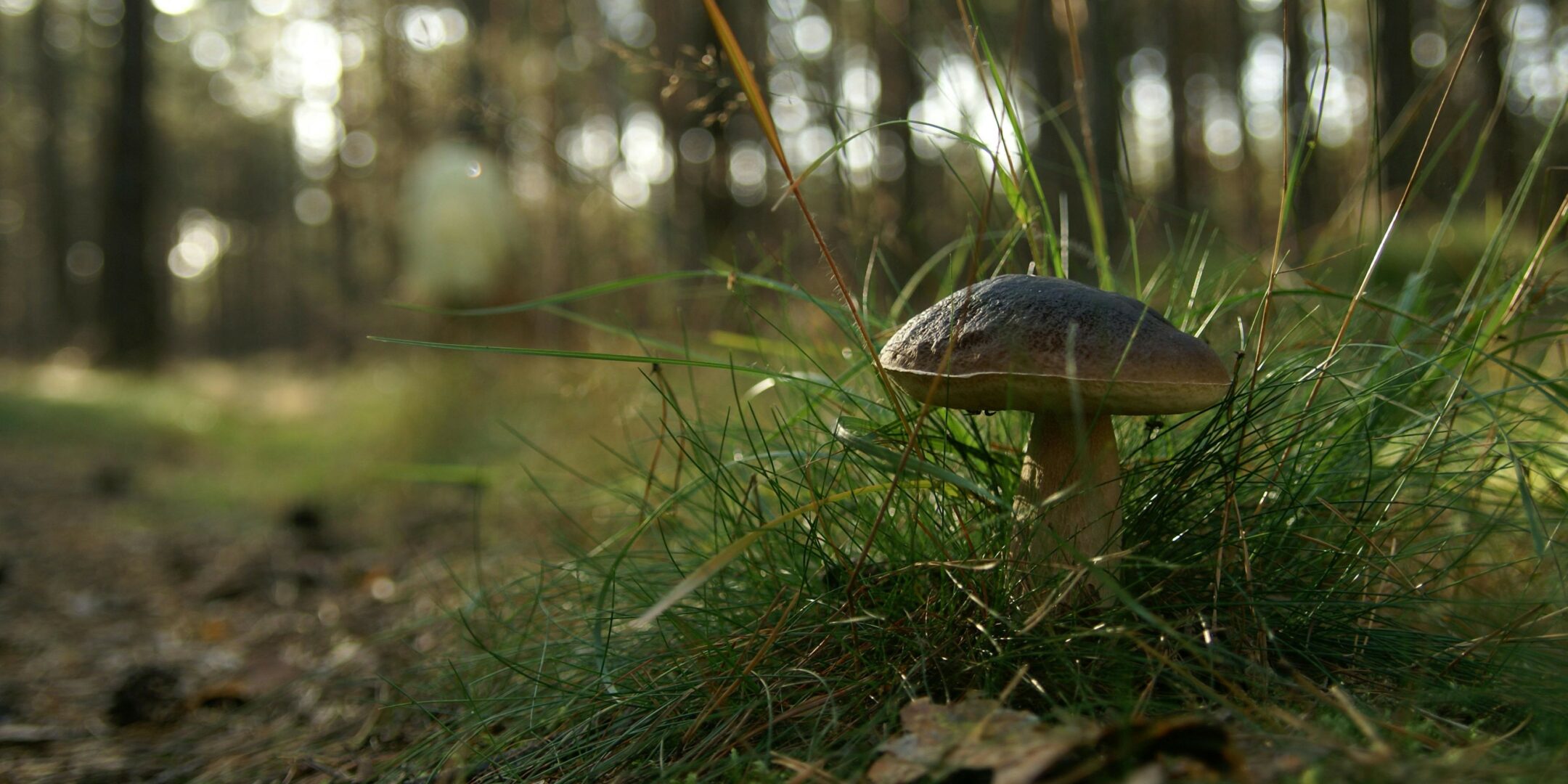 Lire la suite à propos de l’article Champignons Comestibles du Languedoc-Roussillon