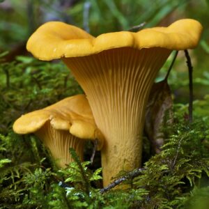 Girolle - Chanterelle commune (Cantharellus cibarius)