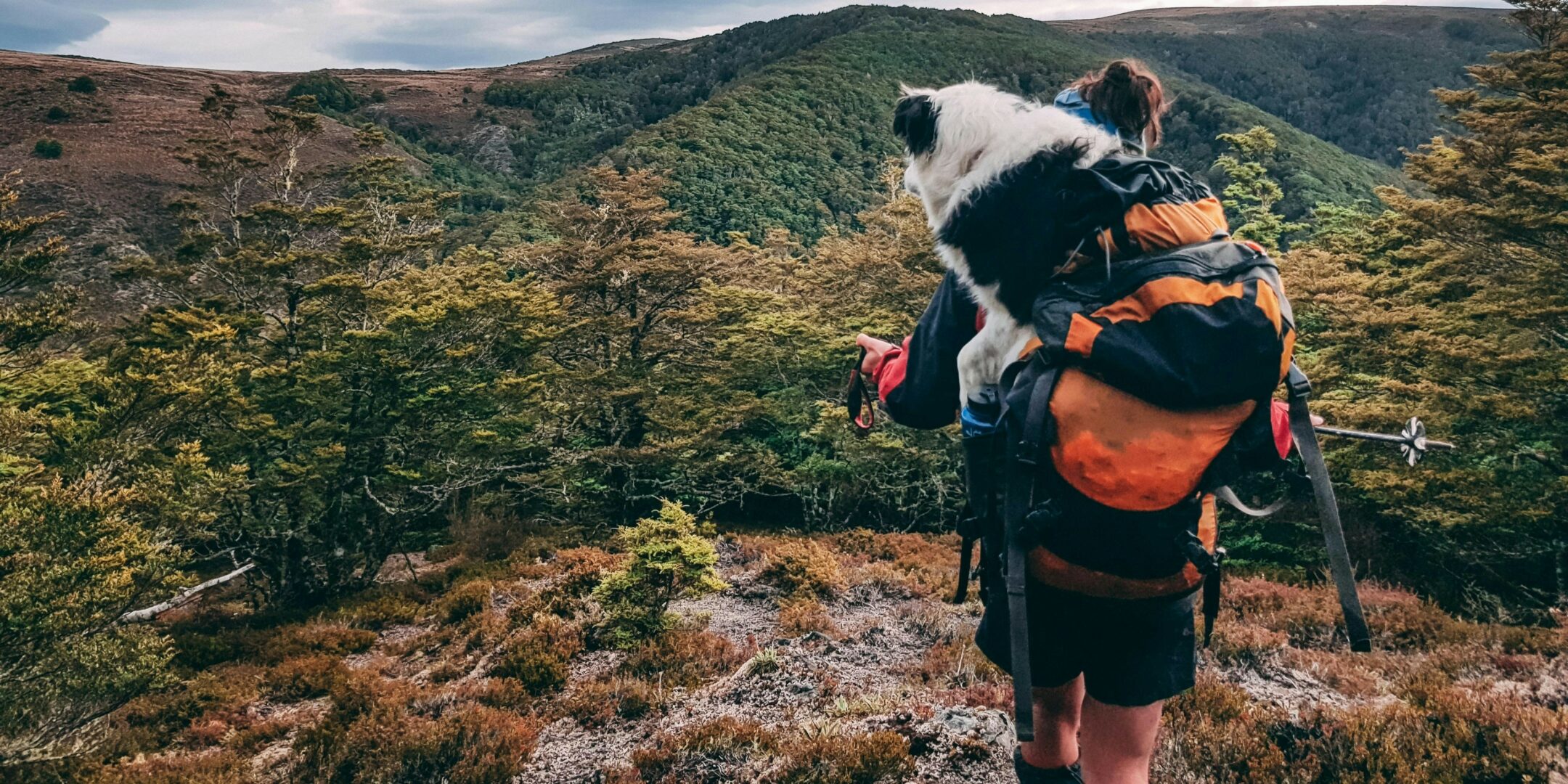 Lire la suite à propos de l’article Guide de Randonnée Pendant la Chasse