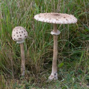 Lépiote élevée - Coulemelle - Macrolepiota procera