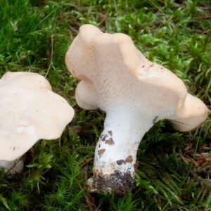 Pied de Mouton - Hydnum repandum