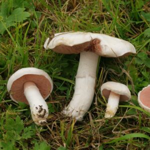 Rosé des Prés - Agaricus campestris