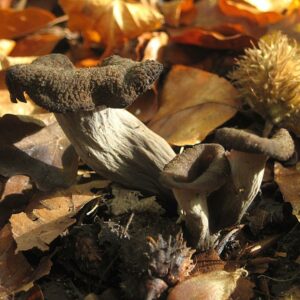 Trompette de la mort, chanterelle noire (Craterellus cornucopioides)