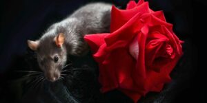 Lire la suite à propos de l’article Univers 25 : l’expérience des souris qui prédit l’extinction émotionnelle de l’humanité