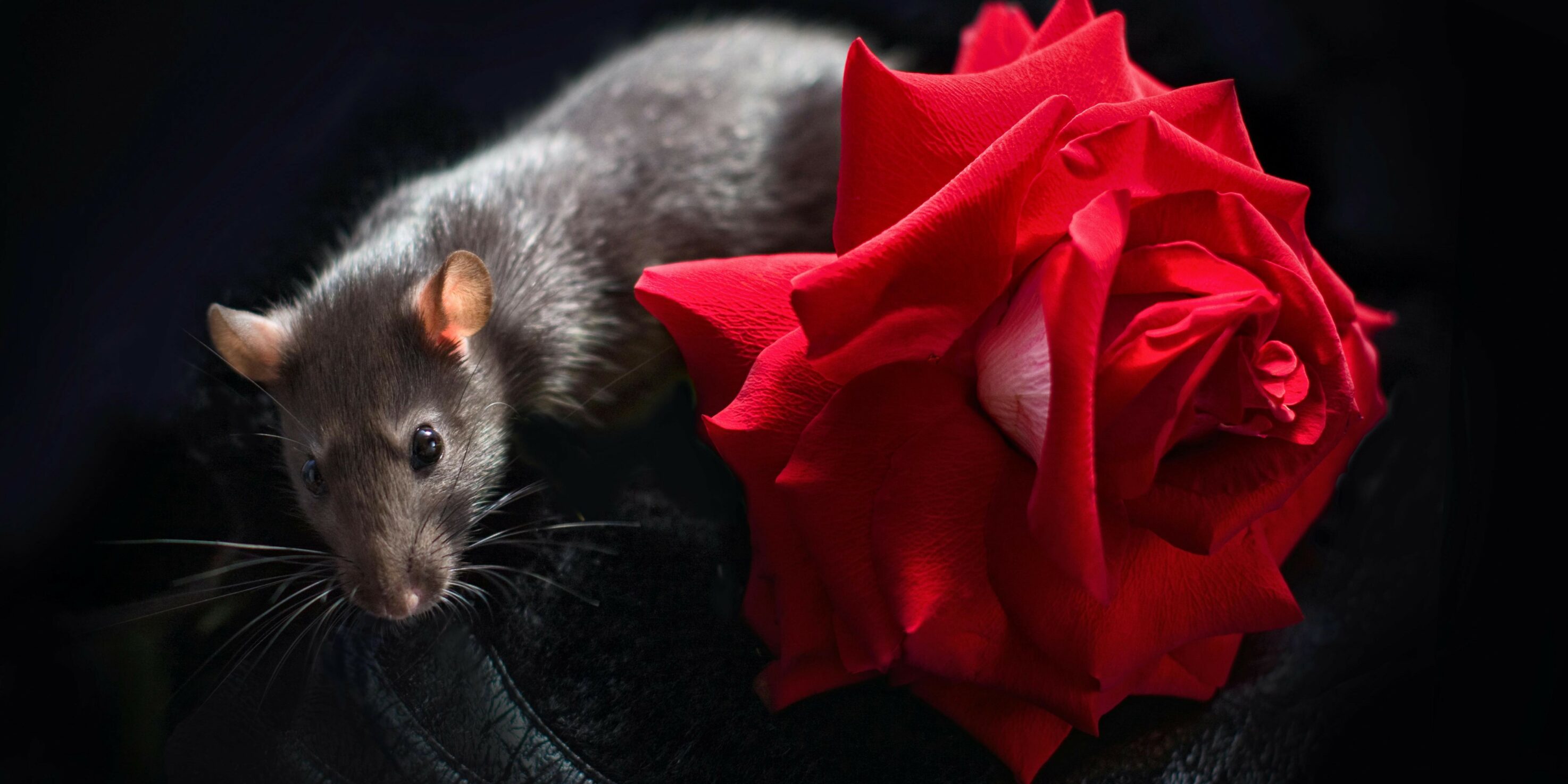 You are currently viewing Univers 25 : l’expérience des souris qui prédit l’extinction émotionnelle de l’humanité